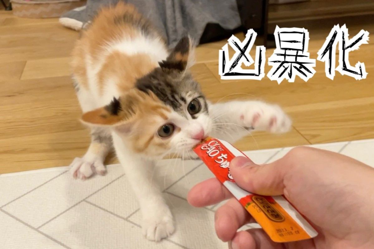 ▲奶貓第一次發怒，咬緊肉泥，飛機耳開滿：「不准跟我搶！」（圖／Twitter：potechi_nikki） 