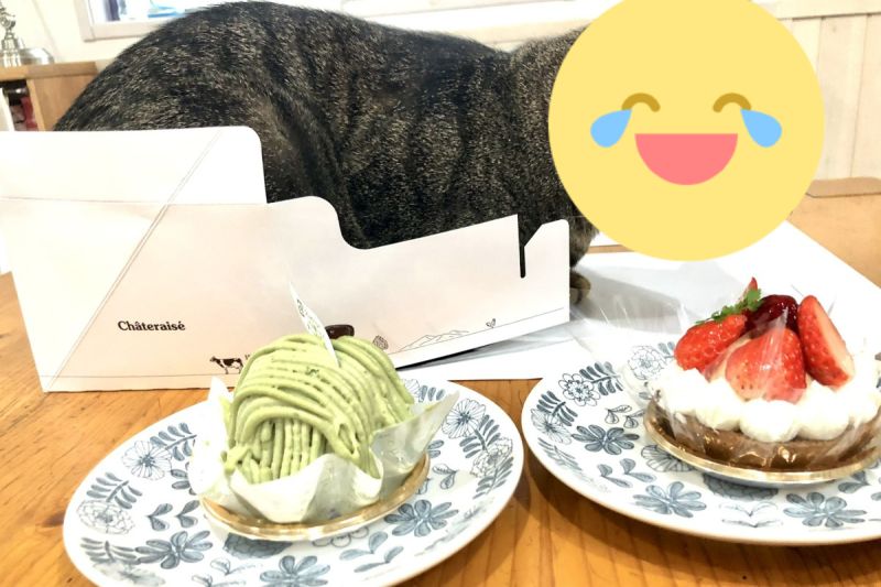 ▲日本一名推主買蛋糕回家，準備享用時卻發現多了一條「虎皮蛋糕」！（圖／推特帳號）