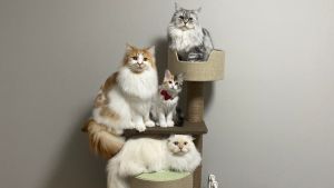 ▲推主家養了四隻貓。（圖／Twitter：potechi_nikki） 