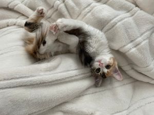 今天要介紹的是小三花。(圖/Twitter:potechi_nikki) ▲今天要介紹的是小三花。(圖/Twitter:potechi_nikki)