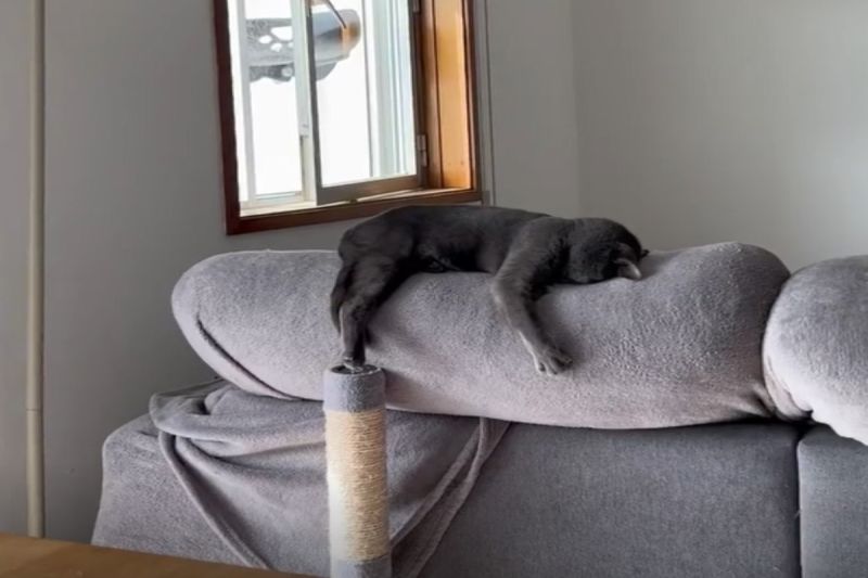 ▲國外一名飼主驚見自家灰貓在沙發上爆睡。（圖／IG帳號charlot_cat_）