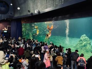 ▲遠雄海洋公園打造真人實境人魚秀,近日在網路上掀起話題。(圖/小璐提供) ▲遠雄海洋公園打造真人實境人魚秀,近日在網路上掀起話題。(圖/小璐提供)