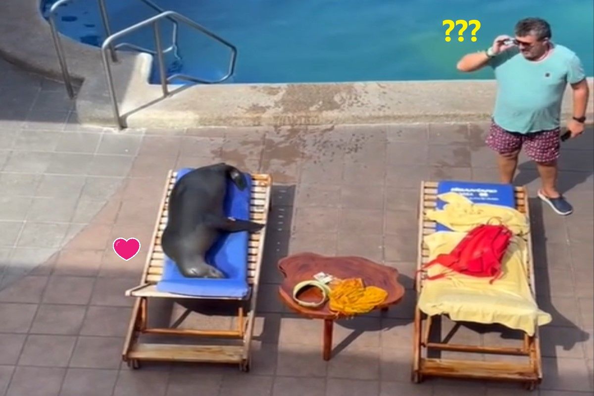 ▲一隻野生海獅不僅闖進酒店泳池暢泳，還強占客人的躺椅爽曬日光浴，讓客人哭笑不得。（圖／TikTok帳號bmorekenzie619）