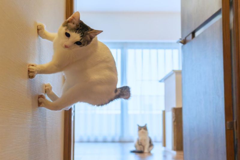 ▲日本一名飼主剛好拍到貓咪「吸在牆壁上」的瞬間！（圖／推特帳號kazutoshi_ono_）