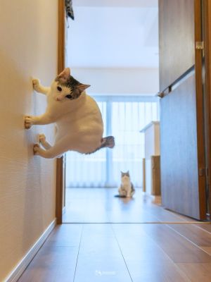 ▲這天兩隻貓在房間玩耍，飼主開門遇見Jin衝出來，跳踢在牆面上，剛好拍下這奇妙的一刻！（圖／推特帳號kazutoshi_ono_）