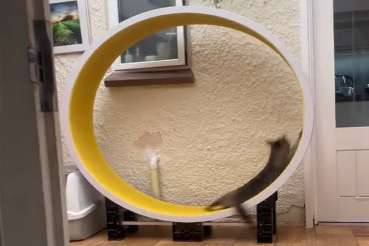 ▲一名抖音用戶日前分享一段虎斑貓玩滾輪的影片，只見貓咪玩的方式似乎不太一樣。（圖／翻攝自抖音帳號我嘞个喵吖）