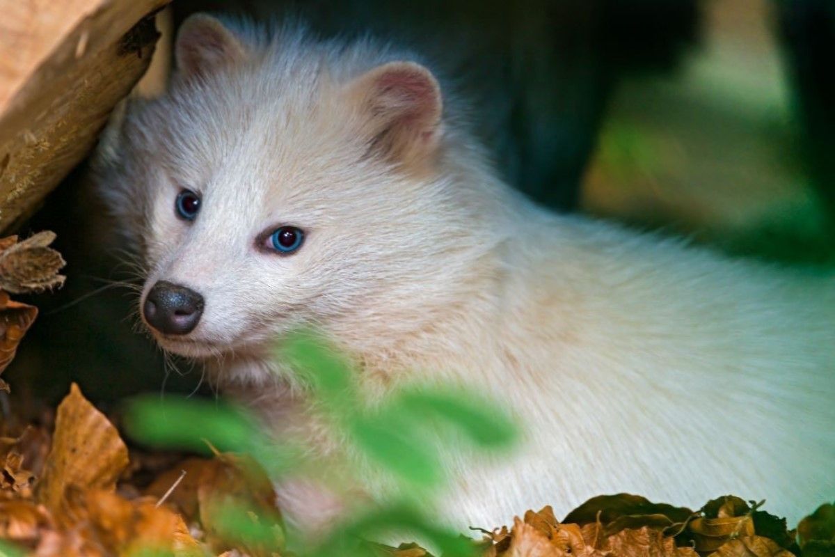▲是動畫《夏目友人帳》中的貓咪老師本人？白貉眼神「邪魅狂狷」，神仙氣息狂飄。（圖／Twitter：world_buzz_news） 