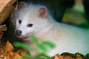 貓咪老師本人？白貉眼神「邪魅狂狷」　神仙氣息狂飄
