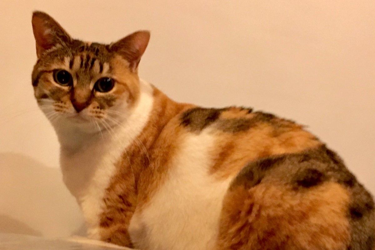 ▲養貓人還需要鬧鐘嗎？牠精準踩下這處，飼主痛爆秒醒。（圖／Twitter：otter_fes） 