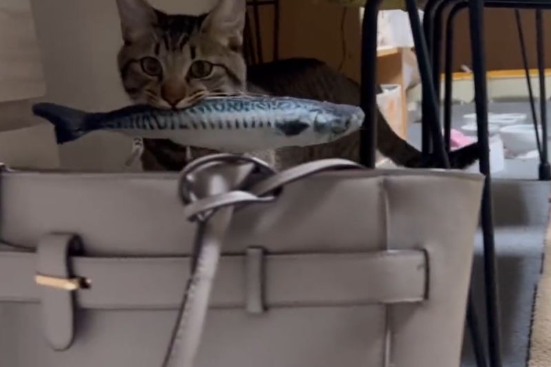 ▲上班太憂鬱？貼心貓在包裡擺入這物助威：「工作加油喔！」（圖／Twitter：soramoon22） 