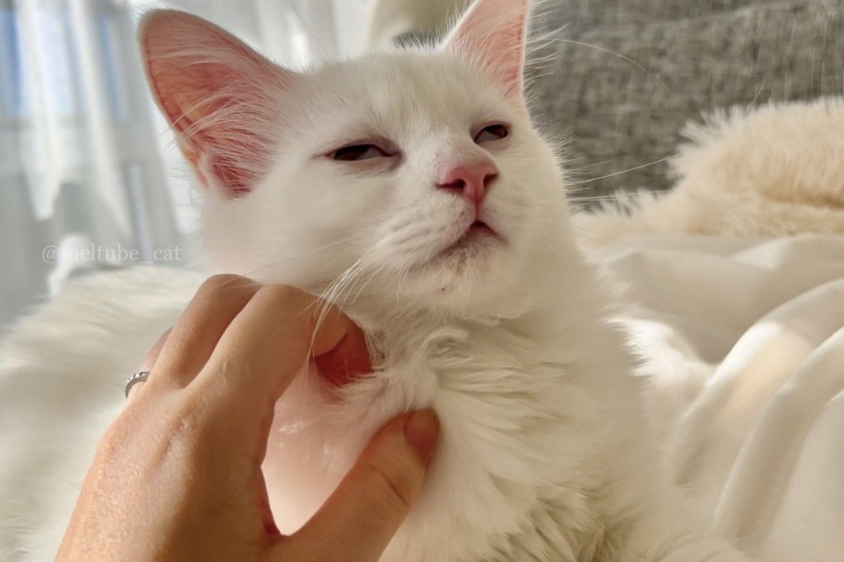 ▲主人是抓癢高手，白貓抓抓後舒服到ㄎㄧㄤ掉，眾人笑：「這表情是要飛升了嗎？」（圖／Twitter：meltube_cat） 