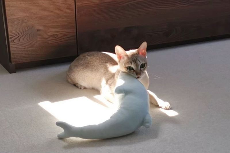 ▲貓貓做家事？牠將最愛的玩具放到陽光下，慵懶躺下：「一起曬暖暖」。（圖／Twitter：iamcat_lulu）