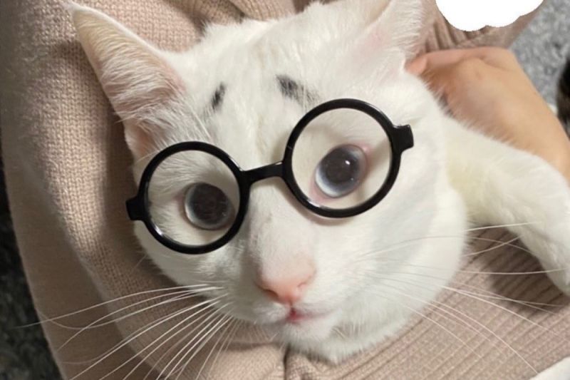▲貓貓擁有魔性小眉毛，低頭竟秒變奶白小老鼠。（圖／Instagram：maromaro0501） 