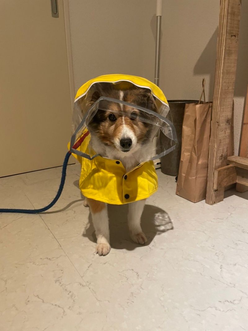 ▲因為外頭正下著大雨，出門前為愛犬穿上小黃雨衣。（圖／Twitter：TakayukiUehara）