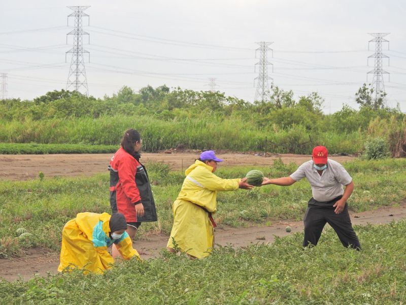 梅雨鋒面過境　中市農業局籲請農友防範