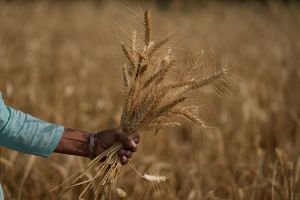 ▲連日乾旱和熱浪，導致印度小麥產量減少，為了平衡國內物價，遂於13日宣布禁止出口。（圖／美聯社／達志影像）
