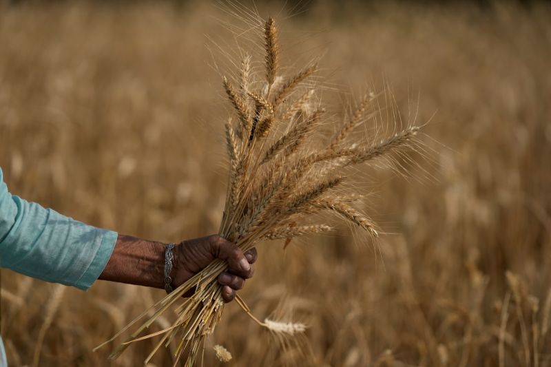 ▲連日乾旱和熱浪，導致印度小麥產量減少，為了平衡國內物價，當局遂於13日宣布禁止出口。示意圖。（圖／美聯社／達志影像）