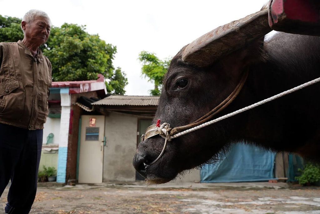 ▲嘉義縣朴子市張姓老農不捨讓飼養8年的水牛被送進屠宰場，決定送到屏東縣崁頂護生園區終老，13日送別老牛時離情依依。（林珮如提供）中央社記者黃國芳傳真 111年5月14日