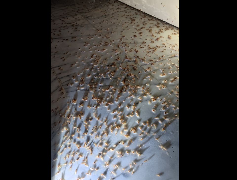 ▲有民眾拍下家中遭「飛蟲大軍」入侵的景象，更讓過來人看了著急呼籲「快檢查木製家具」。（圖／翻攝《爆廢公社》）
