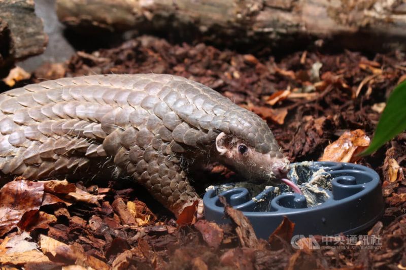 ▲台北市立動物園借殖布拉格動物園的穿山甲「潤喉糖」15日在享受食物。中央社記者林育立布拉格攝 111年5月16日