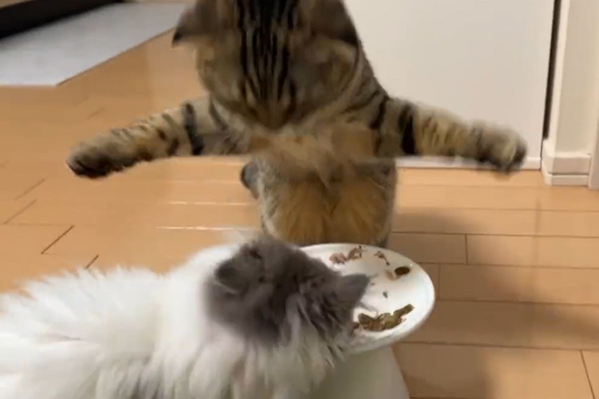▲敢搶美食？虎斑貓1招大鵬展翅制敵，網友爆笑：「武功真高」。（圖／Twitter：matsutake_cat）