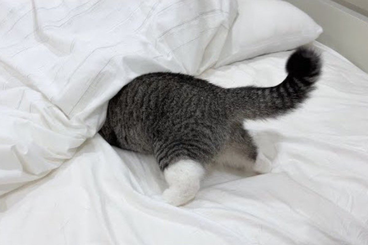 ▲日本網紅貓「麻糬丸（もちまる）」逃避剪指甲躲在棉被裡，卻露出自己的屁屁與小短腿！（圖／推特帳號catmotimaru）