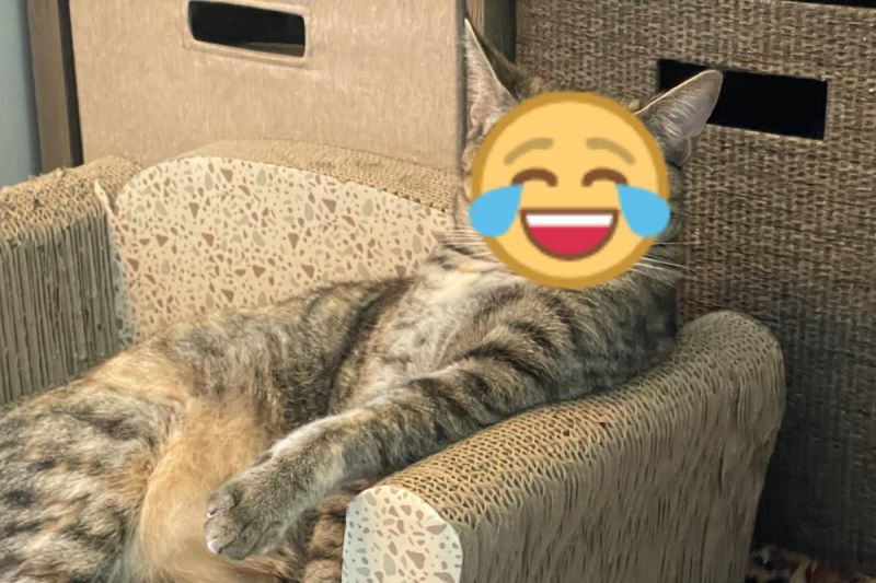 ▲國外一隻虎斑貓躺在貓抓椅上的模樣，讓許多網友直呼「氣場好強大」。（圖／Reddit帳號Uminx）