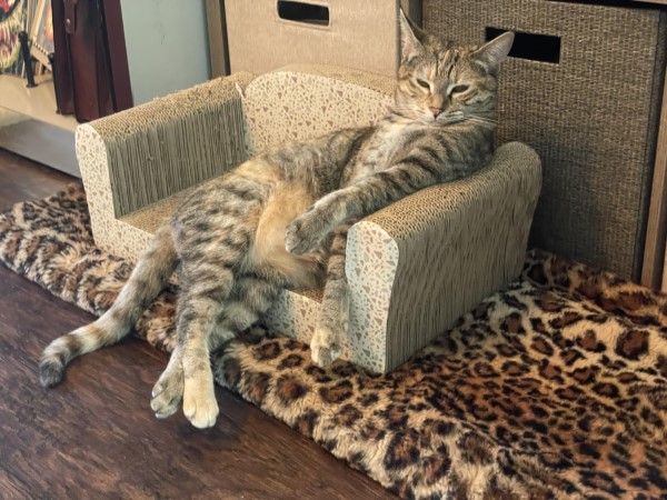▲虎斑貓斜躺在貓抓椅上，單手饋著扶手、腳翹二郎腿，看起來非常chill！（圖／Reddit帳號Uminx）