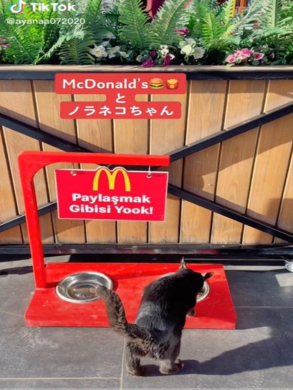 ▲住在土耳其的一名日本網友日前發現一間麥當勞外暖心設置「浪浪露天專用區」。（圖／TikTok帳號ayana072020）