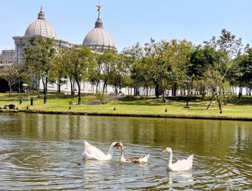 ▲奇美博物館曾透露，園區內的吉祥物可是「每隻鵝都有名字」，雖然可愛但不要太靠近。（圖／翻攝自奇美博物館粉專）