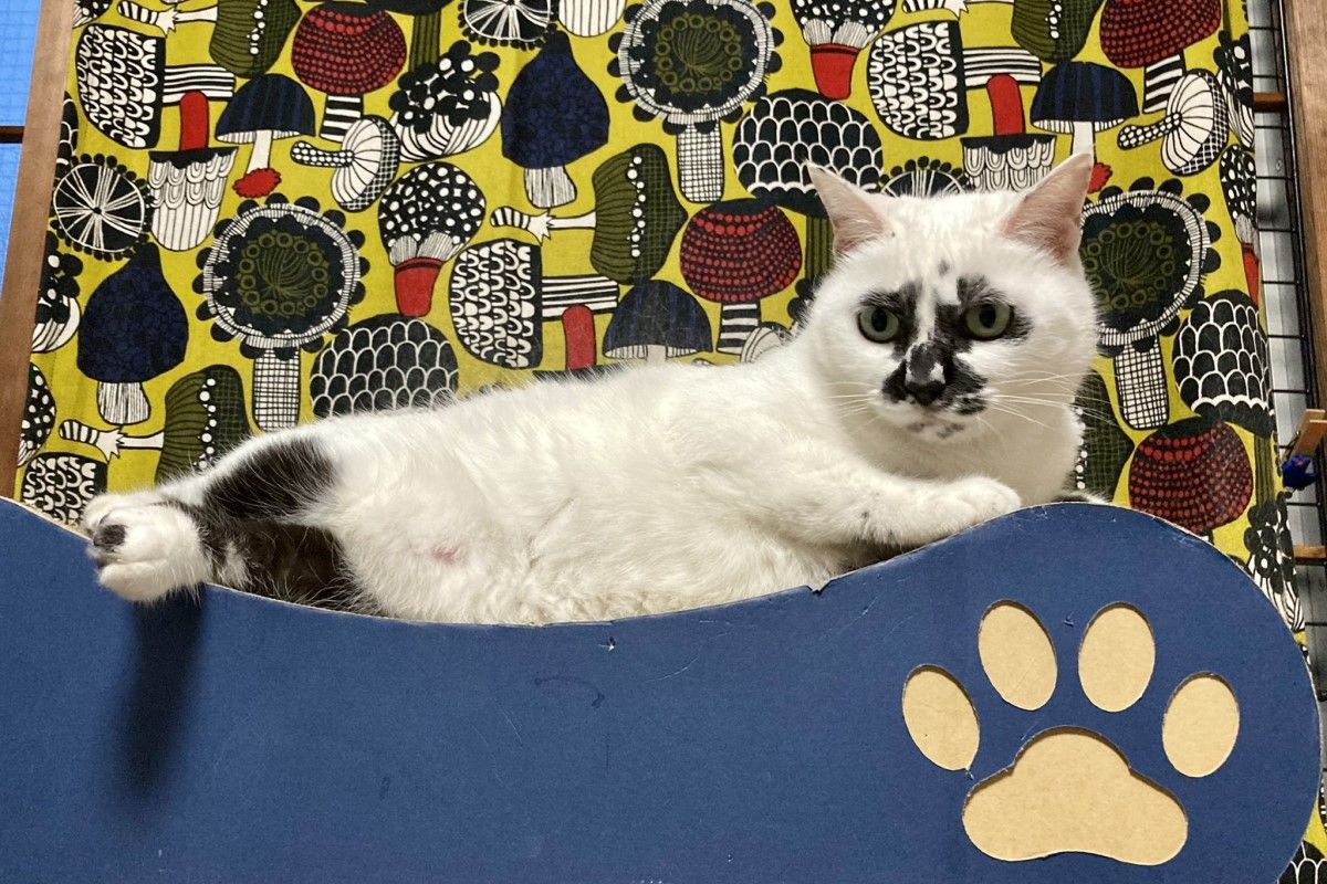 ▲道歉露什麼是常識？貓貓秒倒1處大放送：「對不起嘛！」（圖／Twitter：muddycat_atami） 