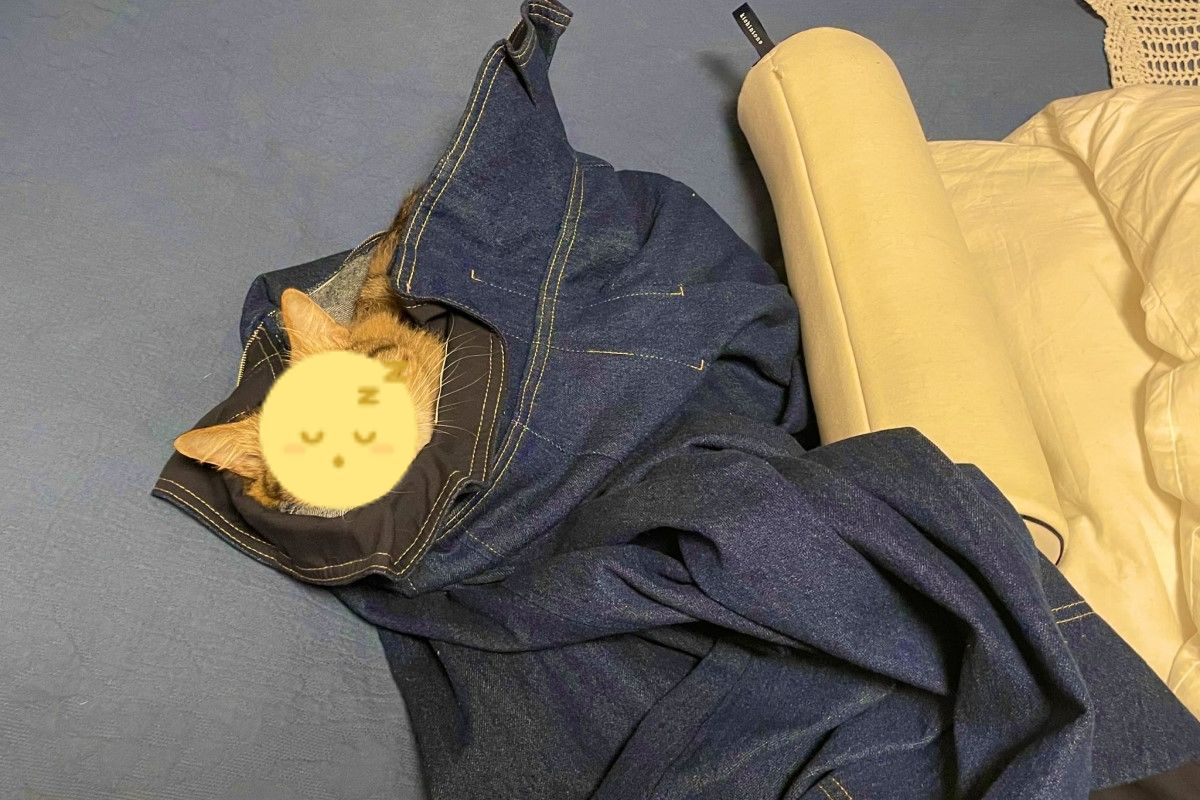 ▲日本一名飼主回家時，赫然發現愛貓竟然躺在自己隨手丟在床上的衣服裡睡翻了！（圖／推特帳號mitori_f）