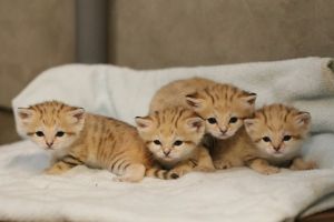 ▲神戶動物王國在今年2月19日喜迎四隻可愛的沙漠貓寶寶。（圖／神戶動物王國Kobe Animal Kingdom授權提供）