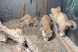 ▲這天貓媽媽Bari與其中2隻小貓正在忙著挖沙，而另外2隻則忙著彼此追逐。（圖／神戶動物王國Kobe Animal Kingdom授權提供）