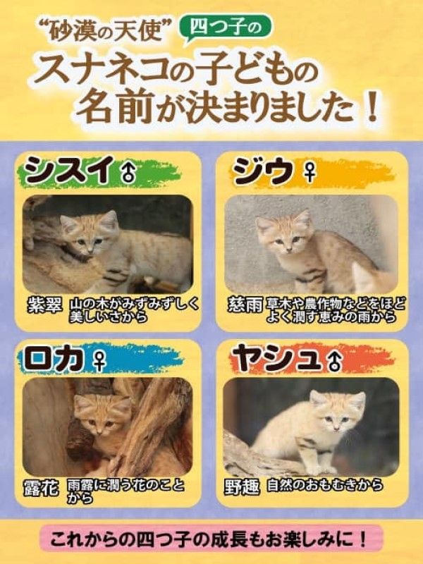 ▲4小寶分別是公貓「翠紫Shisui（シスイ）」、母貓「慈雨Ziu（ジウ）」、母貓「露花Roka（ロカ）」以及公貓「野趣Yasyu（ヤシュ）」。（圖／神戶動物王國Kobe Animal Kingdom授權提供）