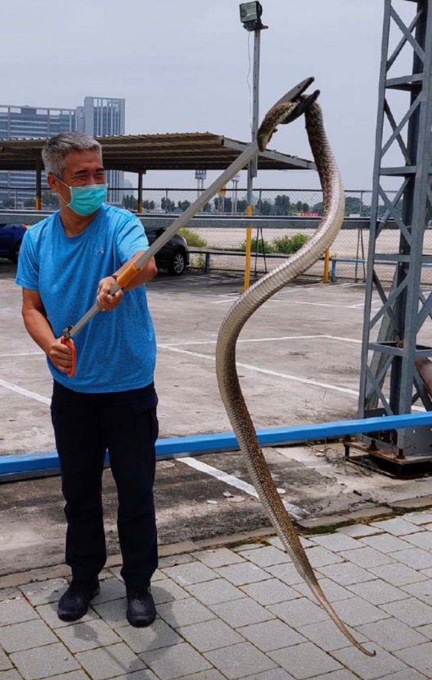 ▲烏日警分局三和派出所長邱量虔持捕蛇夾將在樹上「臭青母蛇」捕獲，目測長度超過2米(圖／警方提供2022.5.19)