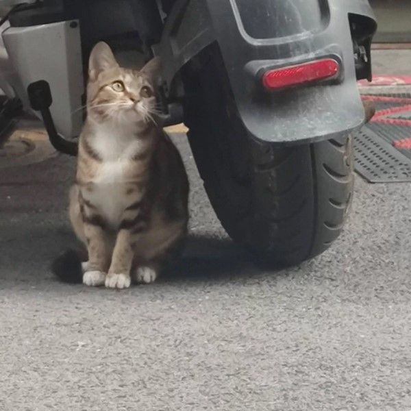 ▲原PO在路邊一台摩托車旁，看見一隻可愛的虎斑貓。（圖／翻攝自微博@批廚）