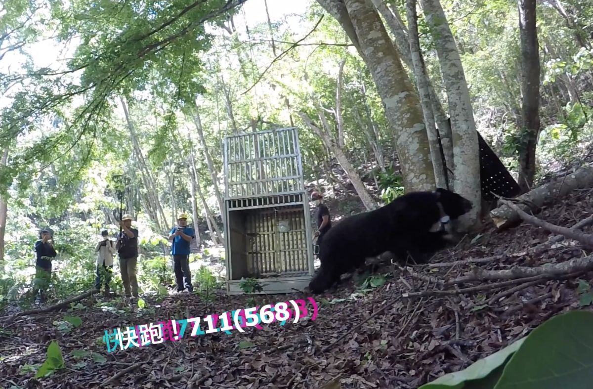 ▲原編號711、後編號568的東卯山黑熊，於今年4月12號二度野放，當時野放團隊鼓勵黑熊「快跑」重回自然，不料再被發現時已成冰冷屍體，且有疑似遭到槍傷的痕跡。（圖／翻攝自野生動物急救站臉書）
