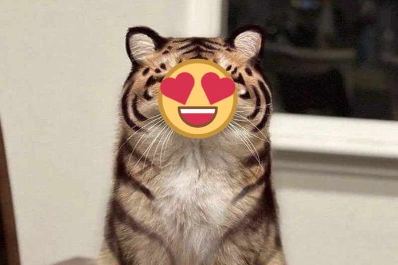 ▲網路上瘋傳一組「小老虎」的照片，本尊曝光啦！（圖／FB帳號Maple Cat）