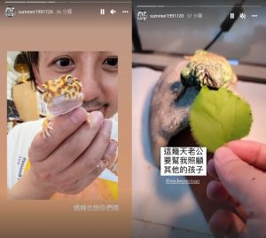 ▲孟耿如生產之餘,也很掛心家裡飼養的寵物守宮和蜥蜴。(圖/翻攝孟耿如IG) ▲孟耿如生產之餘,也很掛心家裡飼養的寵物守宮和蜥蜴。(圖/翻攝孟耿如IG)