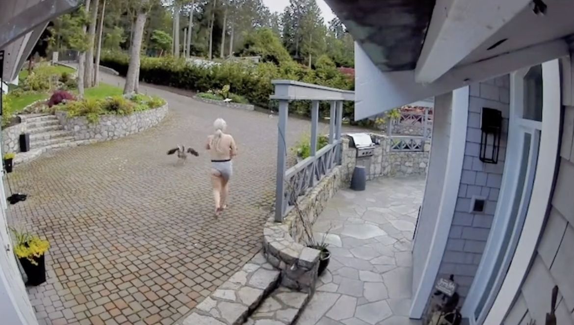 ▲國外一位女飼主發現寵物遭老鷹叼走，情急之下只穿一條內褲就衝出門救援。（圖／翻攝自Tik Tok@frankythegoose）