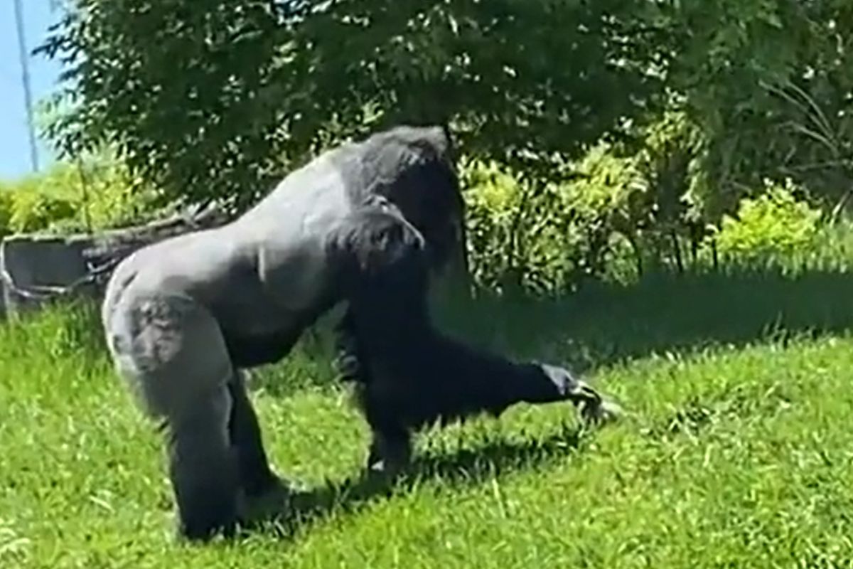 ▲大猩猩似乎被土撥鼠融化，竟動作輕柔地撫摸牠的頭。（圖／Riddit：BradKfan2） 