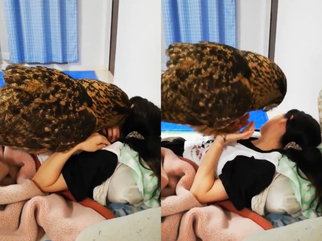 ▲日本推主家中的巨型貓頭鷹Junia（ジュニア）和馬麻撒嬌，網友卻怎麼看都像是在舉重。（圖／Twitter@kitani8325） 