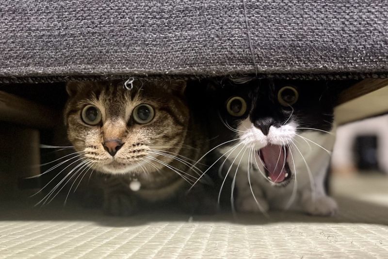▲主人才剛啟動吸塵器，兩隻貓立刻躲進沙發，一隻臉都嚇歪了。（圖／Twitter：flare20200523） 