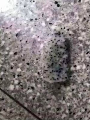 全麥吐司失蹤找整上午!網見「真兇」笑炸:保護色太強大 ▲看出來了嗎?地板上有一塊火龍果!(圖/翻攝自《爆廢公社》)