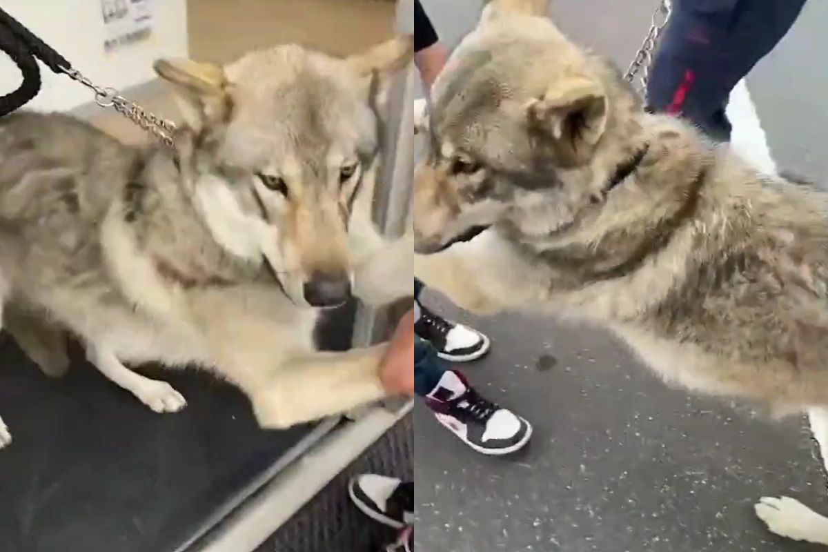 ▲威武狼犬被疫苗一針KO，走出醫院成軟腳蝦。（圖／Twitter： jump2113）