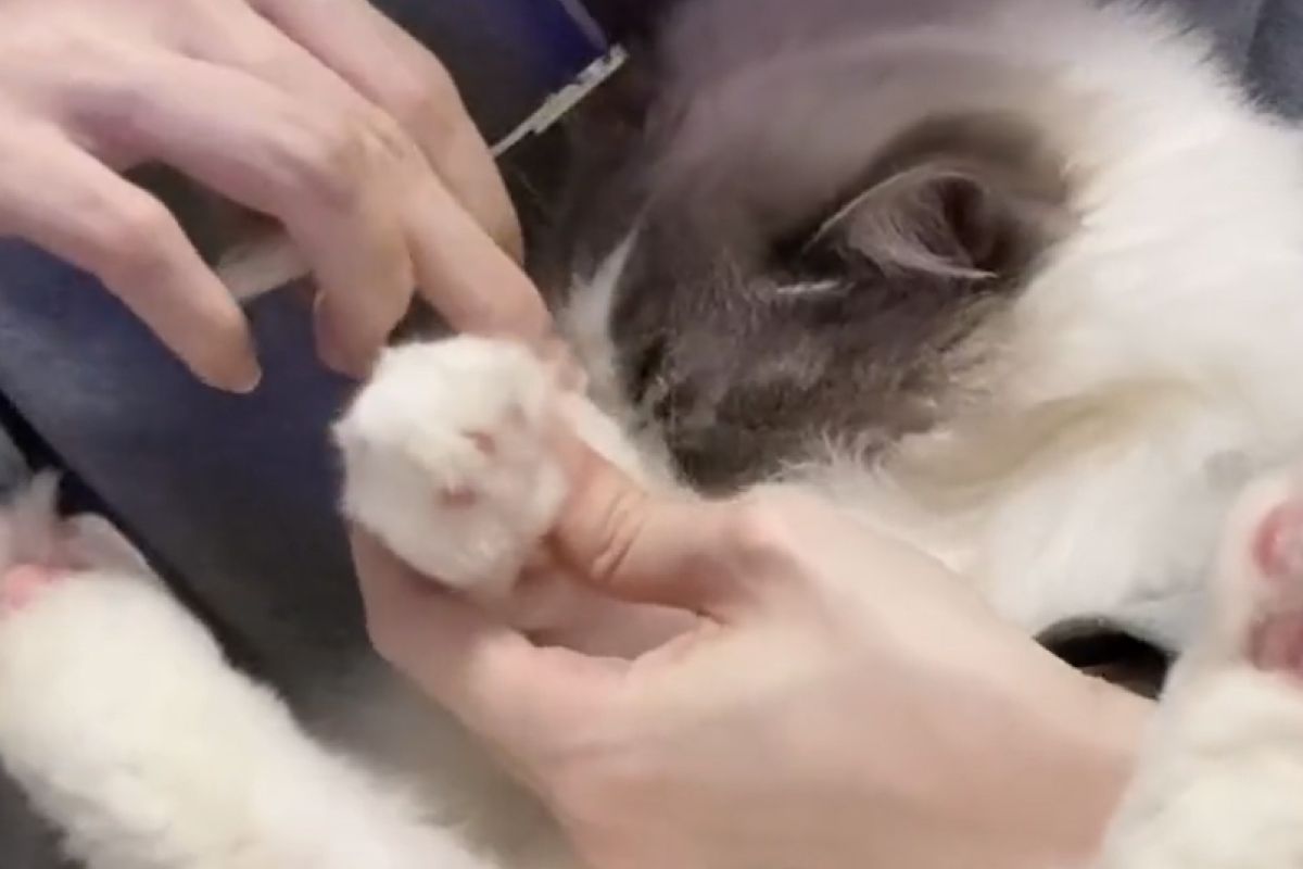 ▲不想剪指甲，貓貓少女式埋頭閃躲，嬌羞模樣惹網笑。（圖／Twitter：Chimaki_0927） 