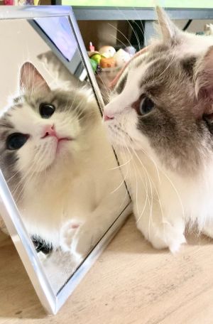▲chimaki：魔鏡啊魔鏡！世界上最美的布偶貓到底是誰？（圖／Twitter：Chimaki_0927） 