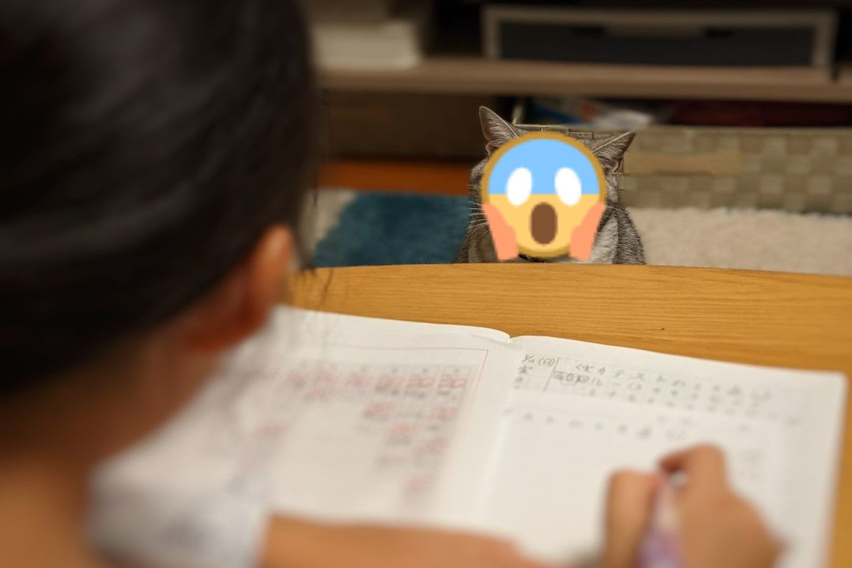 ▲日本一名推主的女兒寫作業時，竟遭到自家貓咪臭臉監督。（圖／推特帳號nakagawa1973）