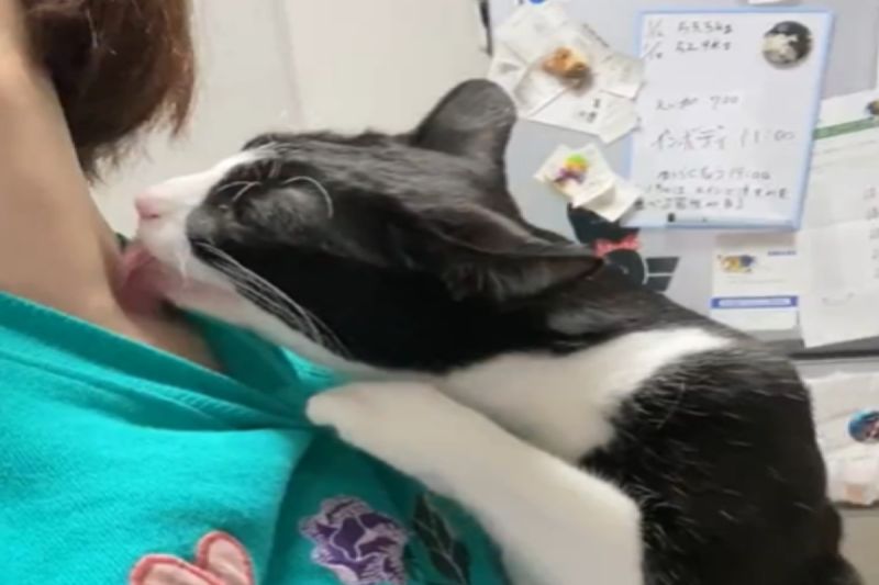 ▲日本一隻賓士貓著迷地舔著飼主的脖子。（圖／推特帳號kuromame_touhu）